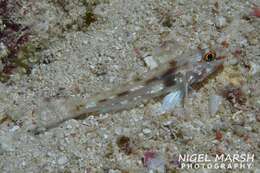 Fusigobius signipinnis Hoese & Obika 1988 resmi