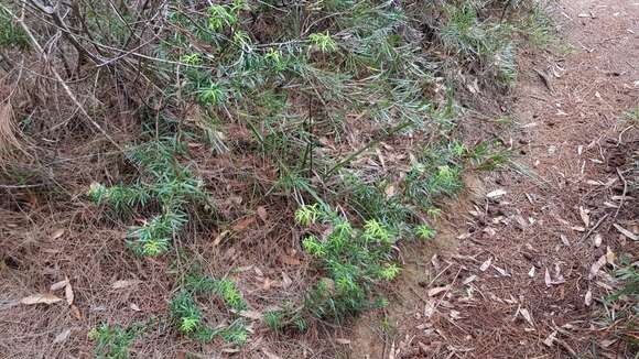 Image of Podocarpus spinulosus (Sm.) R. Br. ex Mirb.