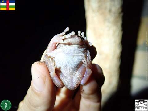 Image of Rusty Forest Treefrog