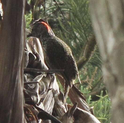 Image of Golden-tailed Woodpecker