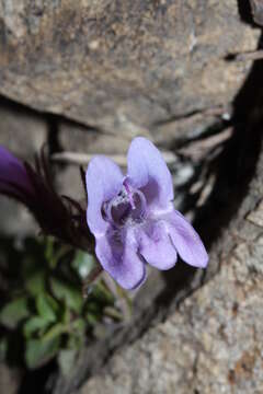 Image of Davidson's penstemon