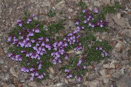 Image of Davidson's penstemon