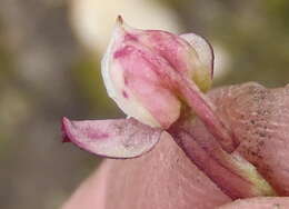 Image of Disa linderiana Bytebier & E. G. H. Oliv.