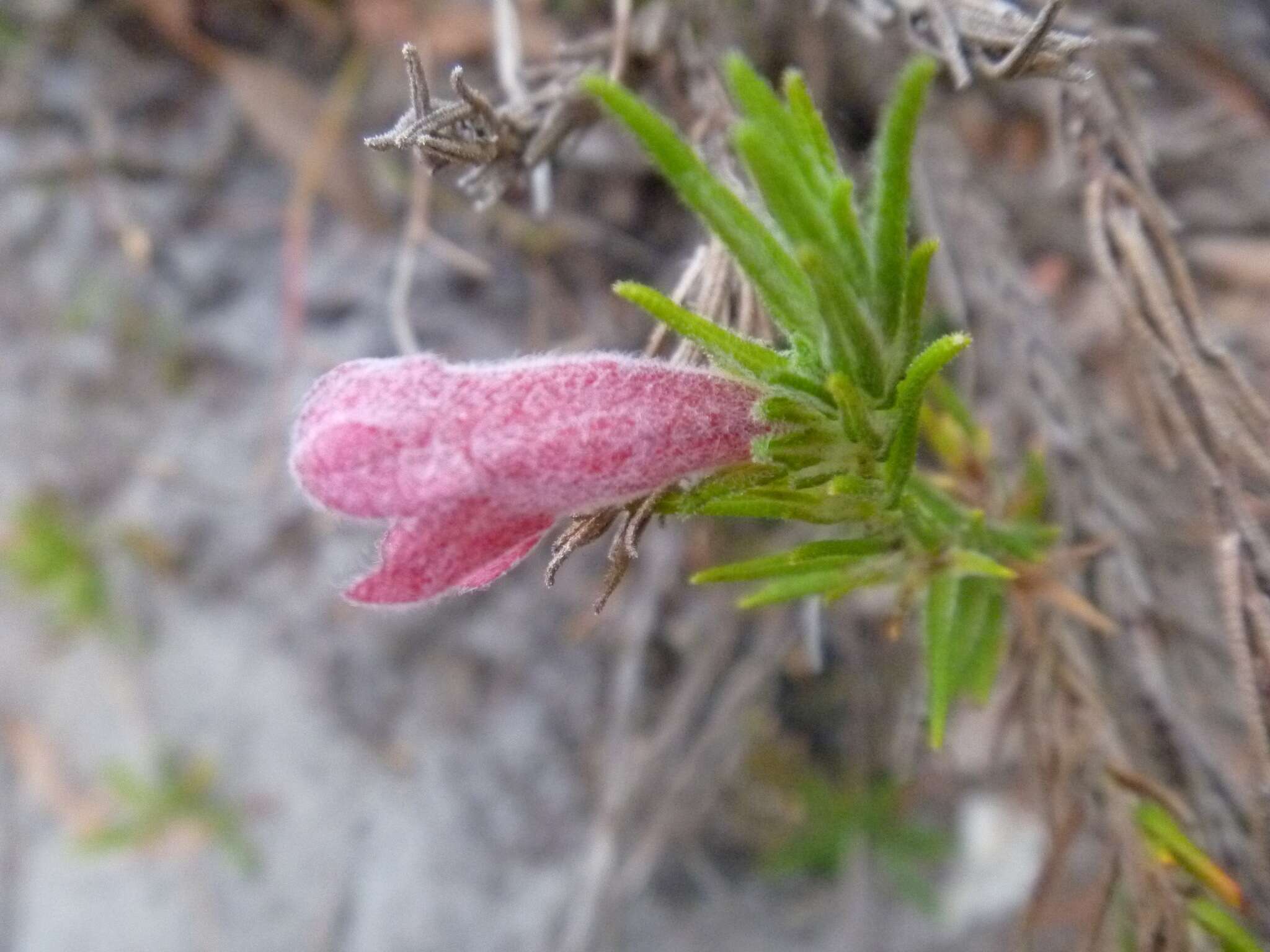 Image of Chloanthes coccinea Bartl.