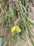 Image of longstem evening primrose