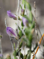 Image of glandleaf milkwort