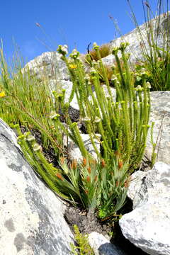 Image of Kogelbergia phylicoides (A. DC.) J. P Rourke