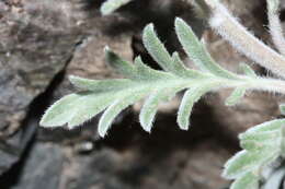 Image of silky phacelia