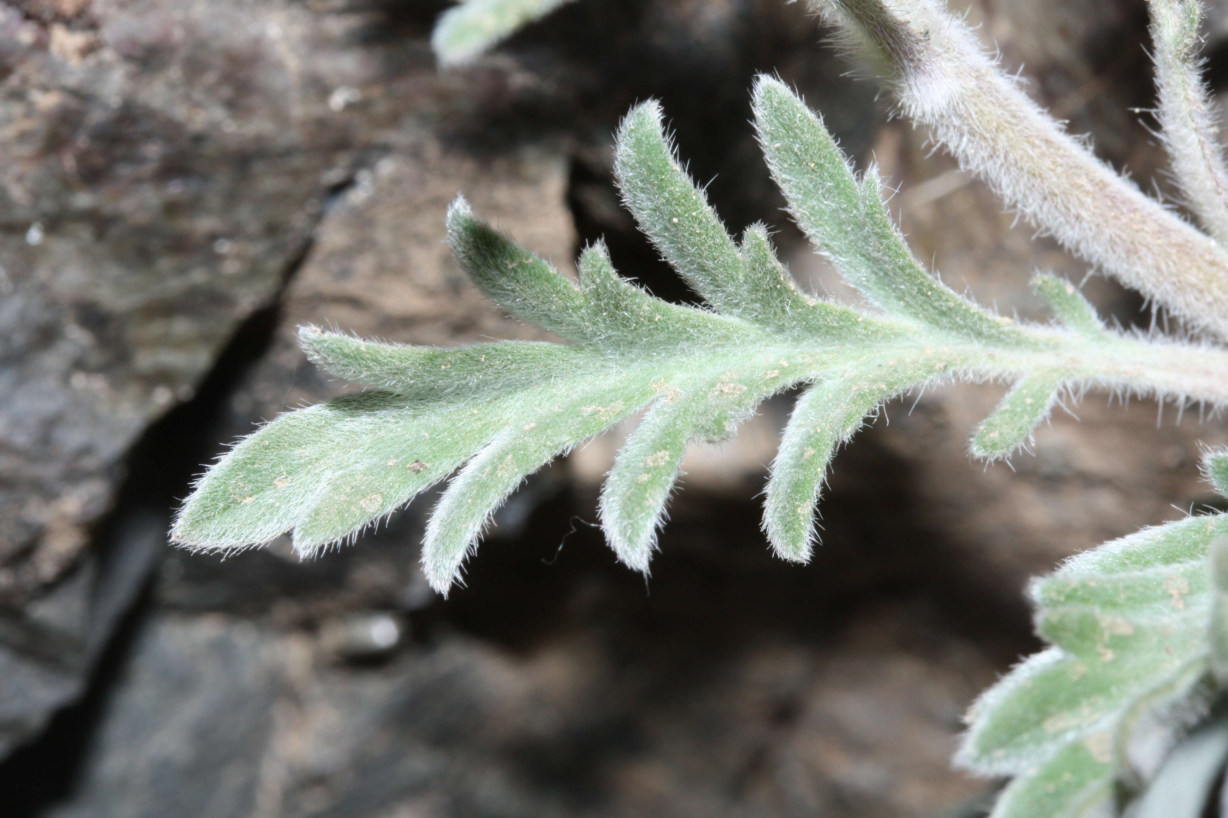 Image of silky phacelia