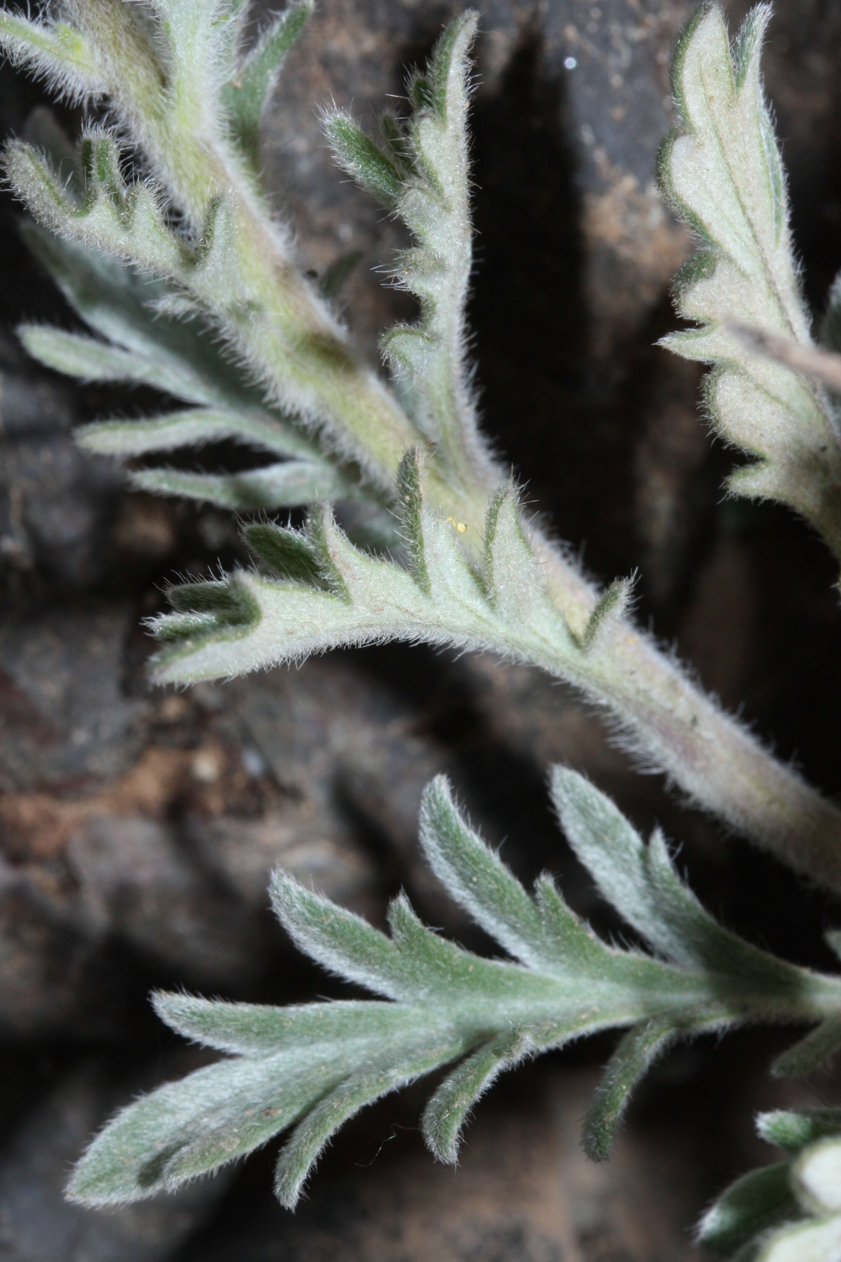 Image of silky phacelia