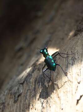 Sivun Cylindera (Verticina) versicolor (W. S. MacLeay 1825) kuva