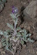 Image of silky phacelia