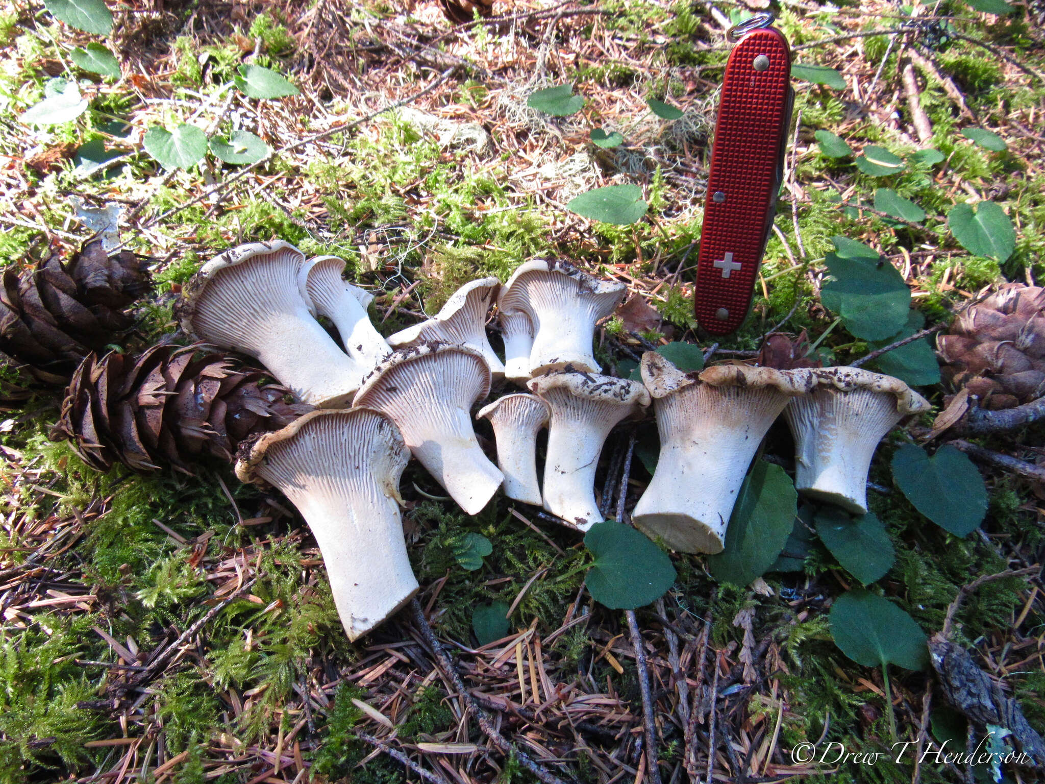 Image de Cantharellus subalbidus A. H. Sm. & Morse 1947