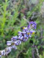 Image of blue pygmyflower