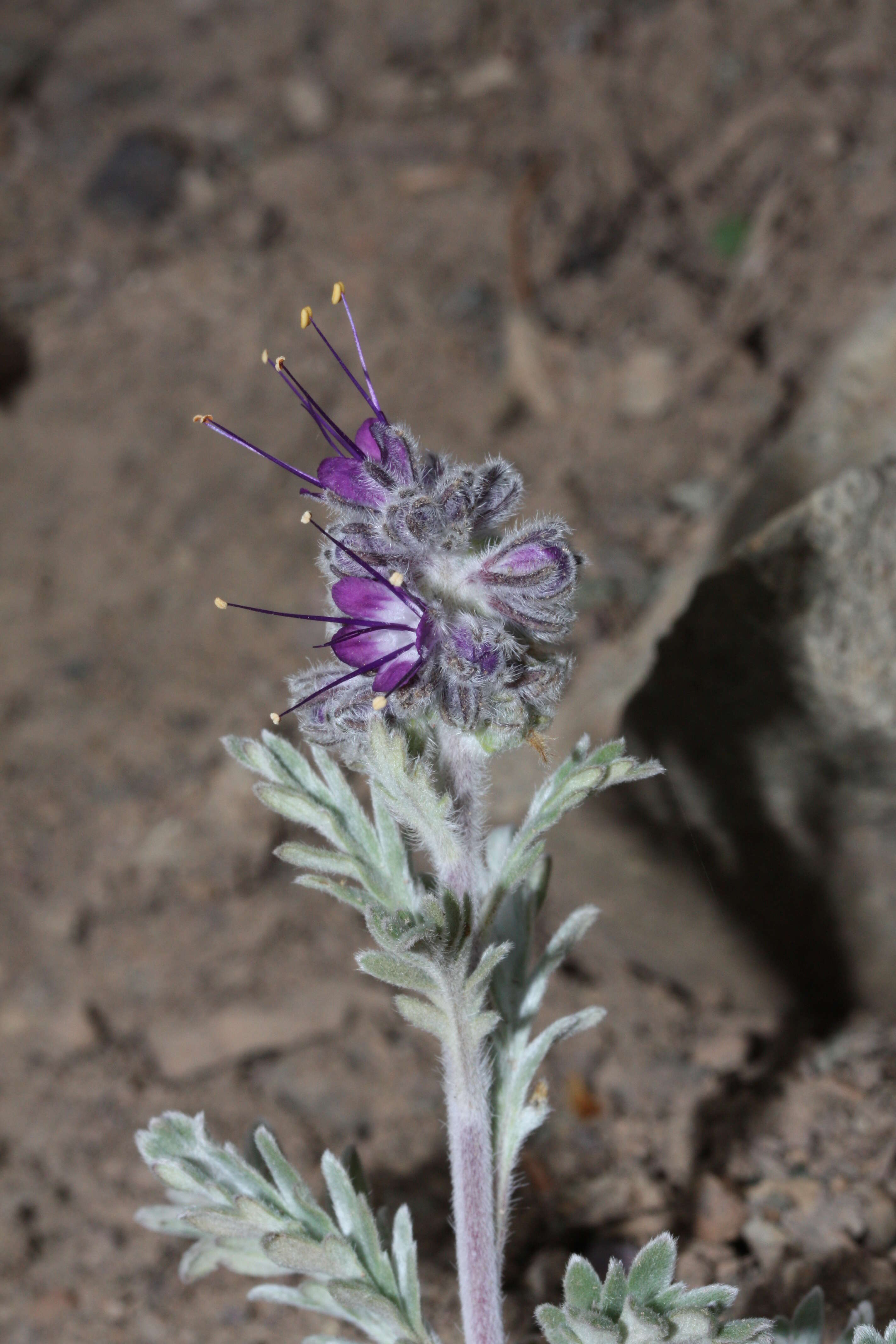 Image of silky phacelia