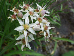 Allium plummerae S. Watson的圖片