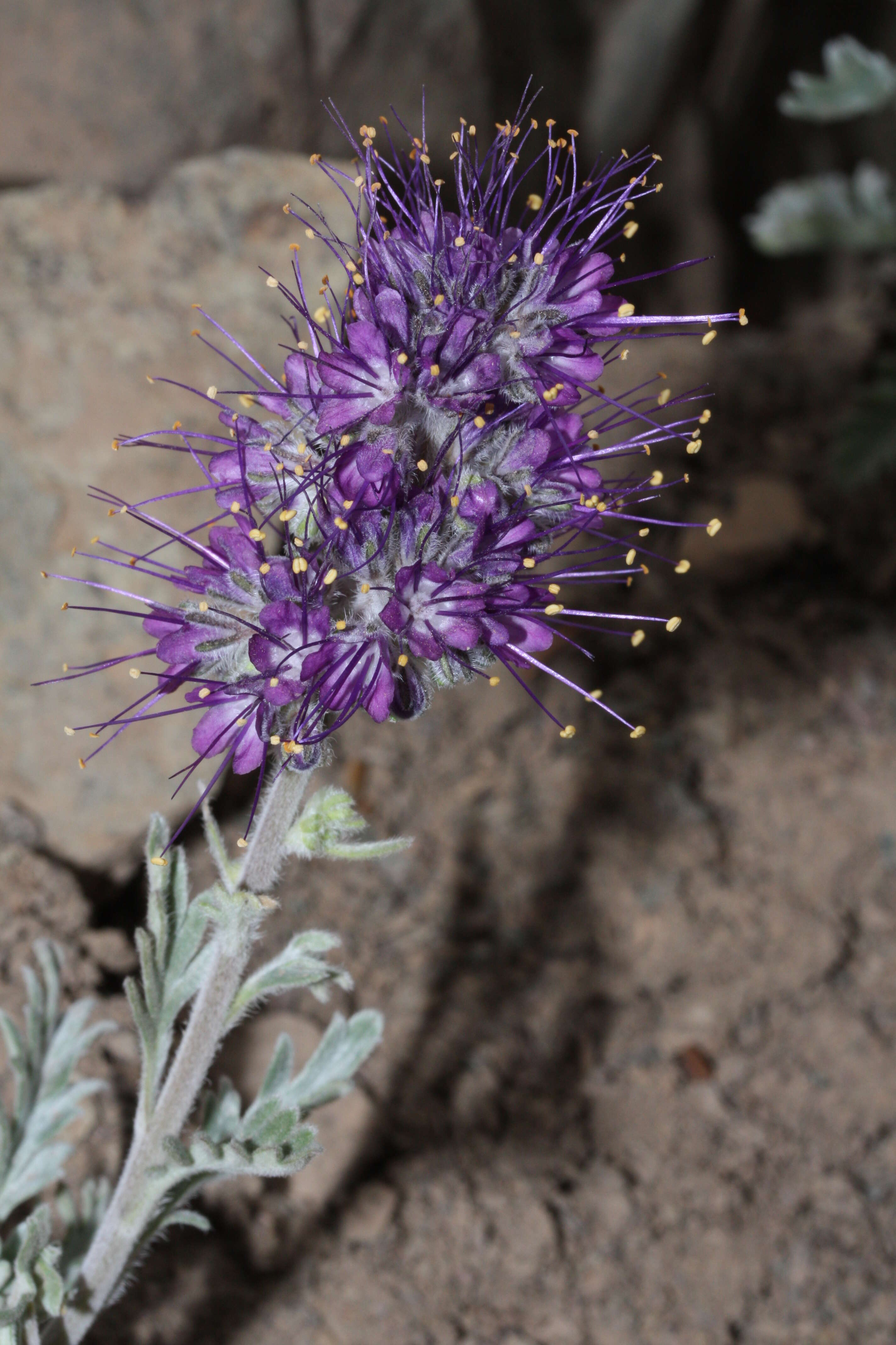 Image of silky phacelia