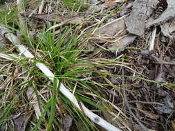 Image of Longstalk sedge