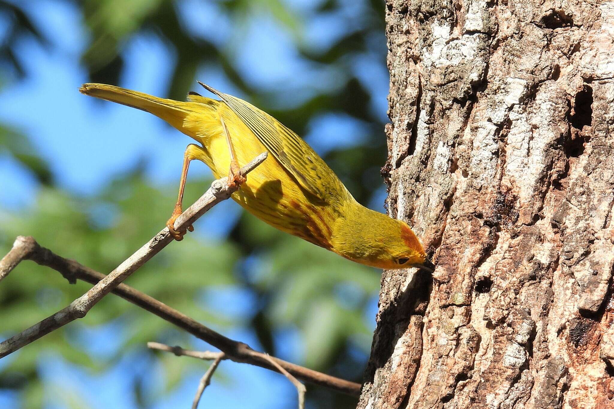 Imagem de Setophaga petechia rufivertex (Ridgway 1885)