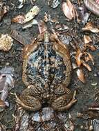 Image of Cururu Toad