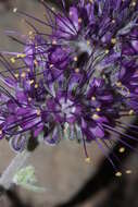 Image of silky phacelia