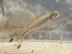 Слика од Rasbora trilineata Steindachner 1870