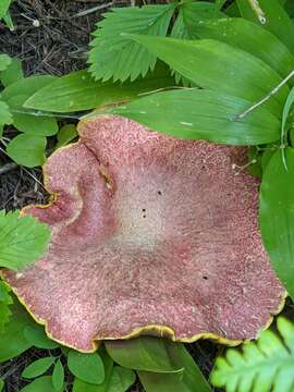 صورة Suillus ochraceoroseus (Snell) Singer 1973