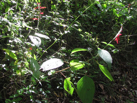 Image de Salvia cinnabarina M. Martens & Galeotti