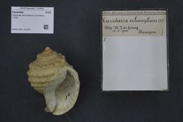 Image of <i>Galeodea echinophora</i> (Linnaeus 1758)