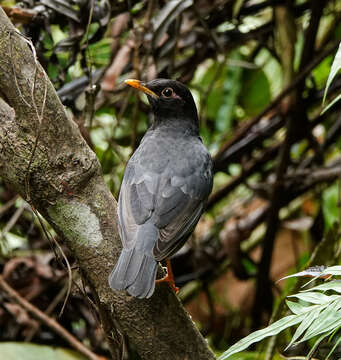 Imagem de Turdus dissimilis Blyth 1847