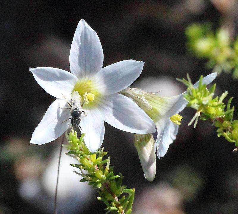 Image of Ixia sobolifera subsp. sobolifera