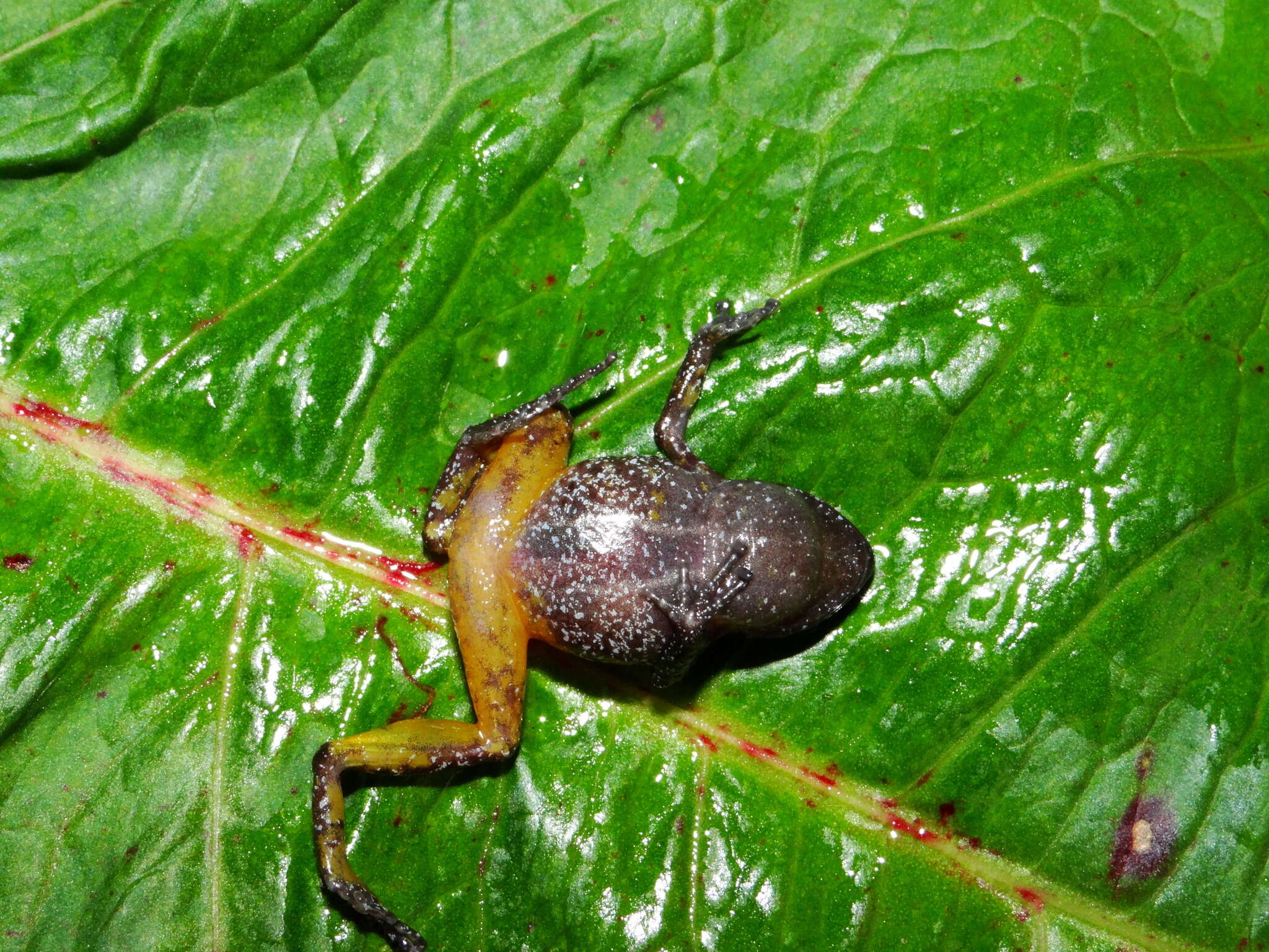 صورة Eleutherodactylus jaliscoensis Grünwald, Reyes-Velasco, Franz-Chávez, Morales-Flores, Ahumada-Carrillo, Jones & Boissinot 2018