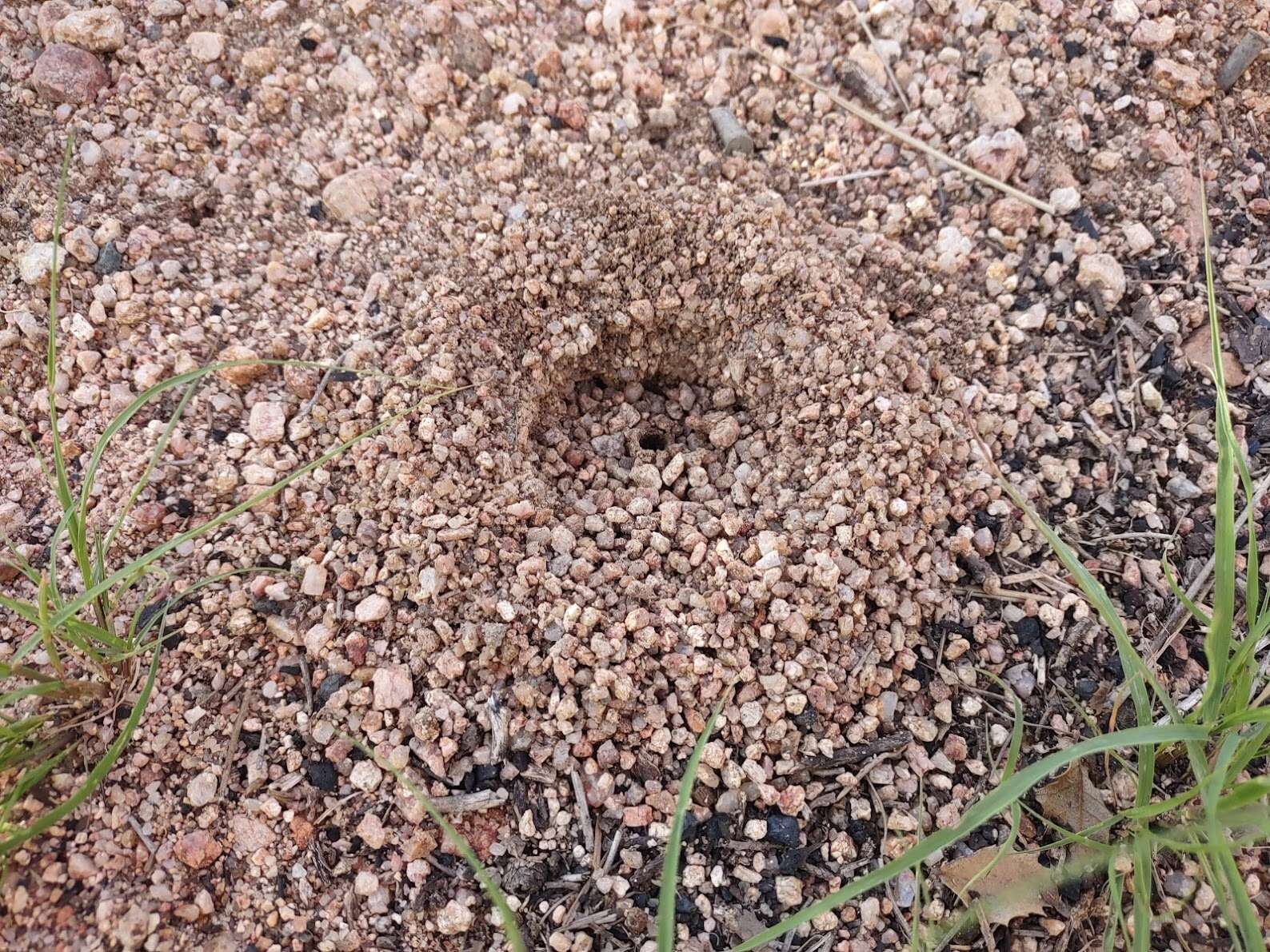 Image of Myrmecocystus navajo Wheeler 1908