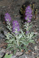 Image of silky phacelia