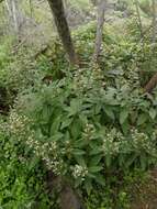 Image of Echium strictum L. fil.