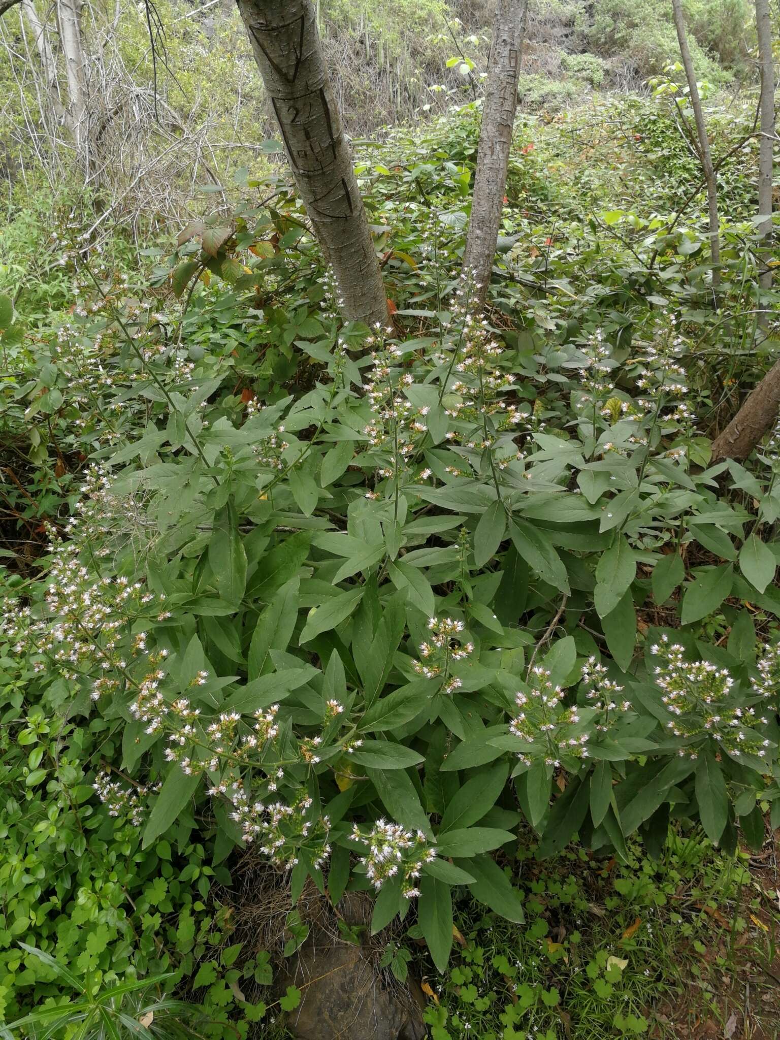 Image of Echium strictum L. fil.