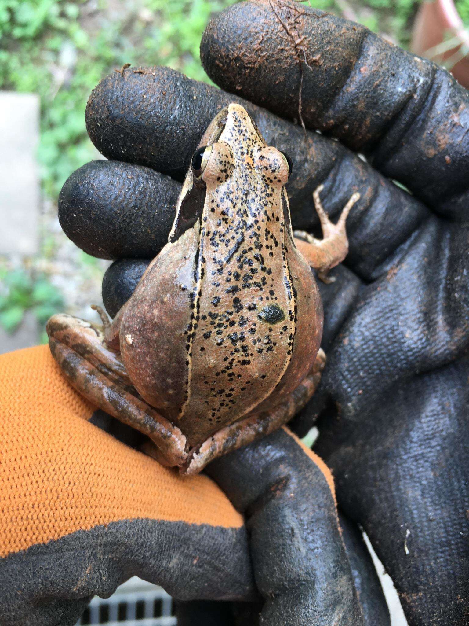 Image of Rana longicrus Stejneger 1898