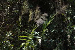 Plancia ëd Thysanolaena latifolia (Roxb. ex Hornem.) Honda