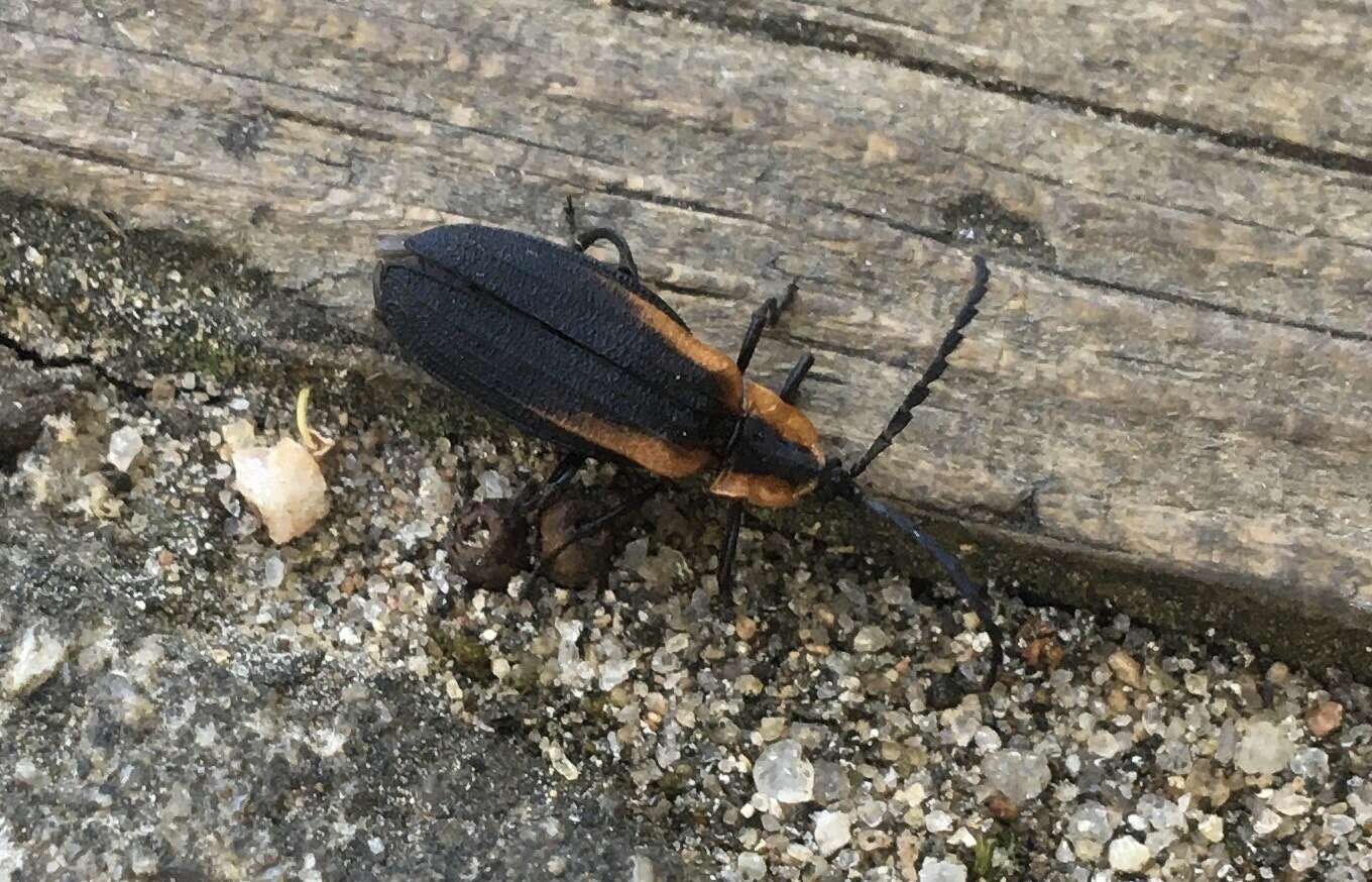 Sivun Lyconotus lateralis (Melsheimer 1846) kuva