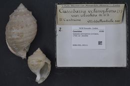 Image of <i>Galeodea echinophora</i> (Linnaeus 1758)
