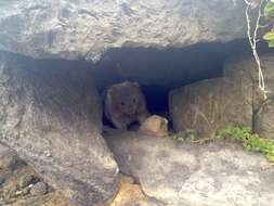 Image of Bare-nosed Wombats