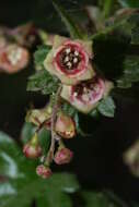 Image of prickly currant