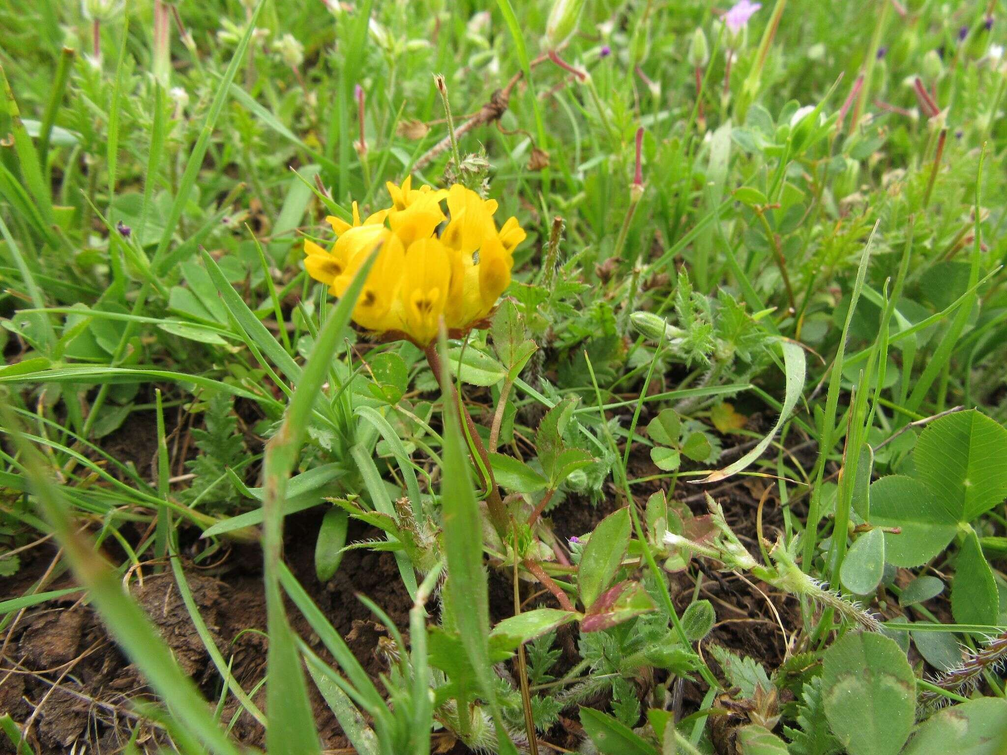 Слика од Trifolium jokerstii Vincent & Rand. Morgan