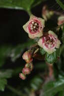 Image of prickly currant