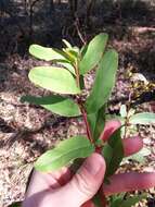 Imagem de Hypericum nudiflorum Michx. ex Willd.