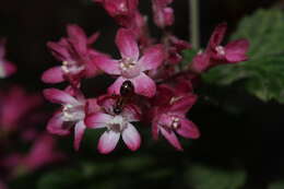 Imagem de Ribes sanguineum Pursh