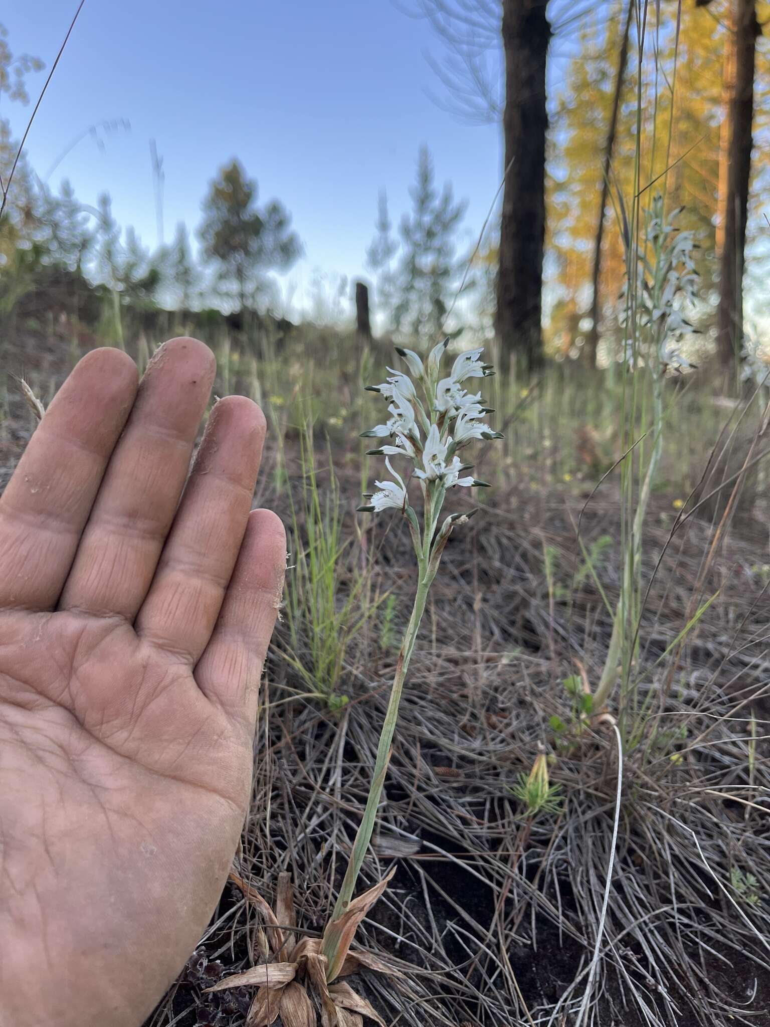 Image of Chloraea multiflora Lindl.