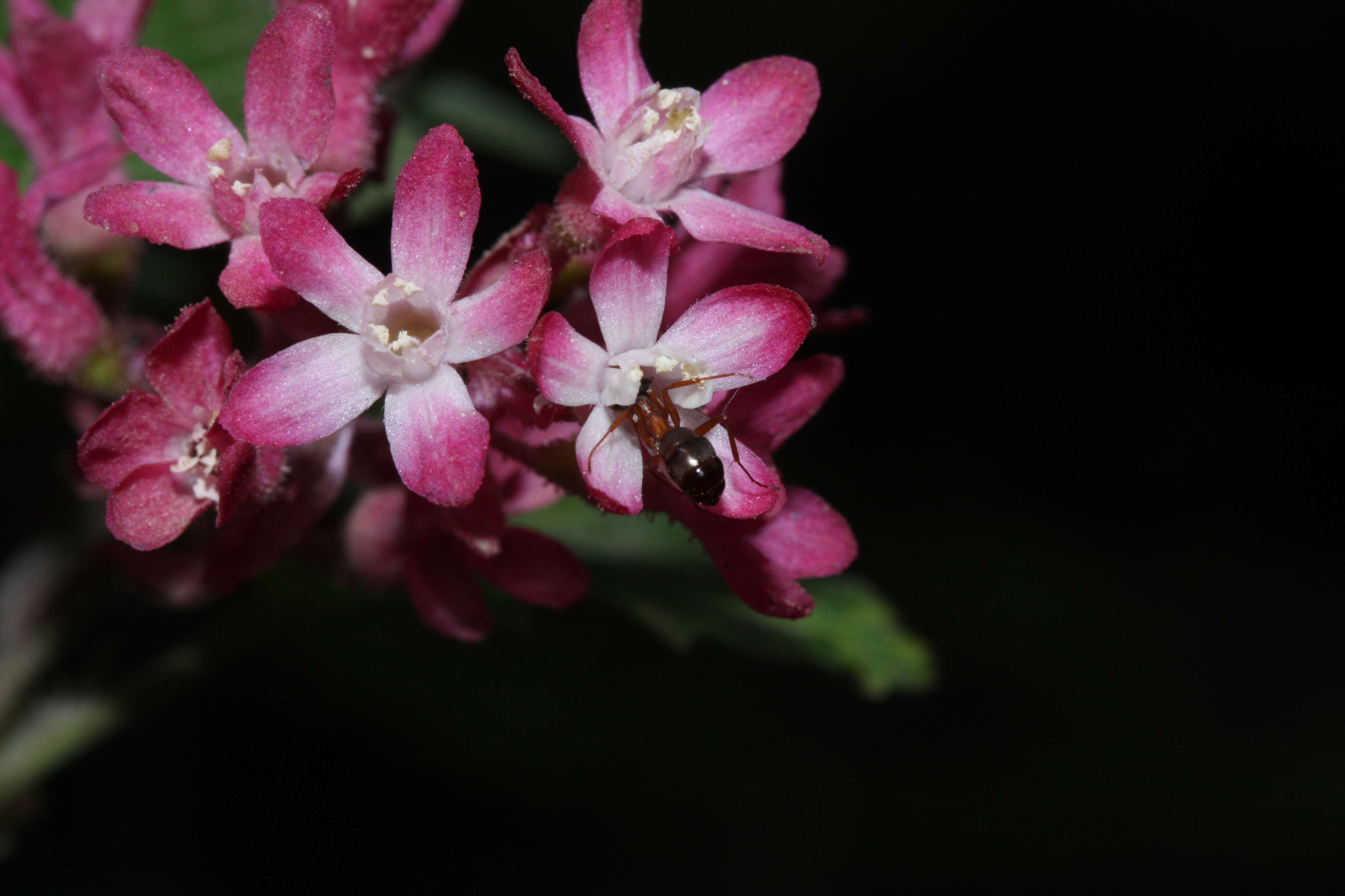 Imagem de Ribes sanguineum Pursh