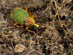 Image of Chlaenius (Chlaenius) pallipes (Gebler 1823)