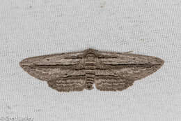 Image of Glena quinquelinearia Packard 1874